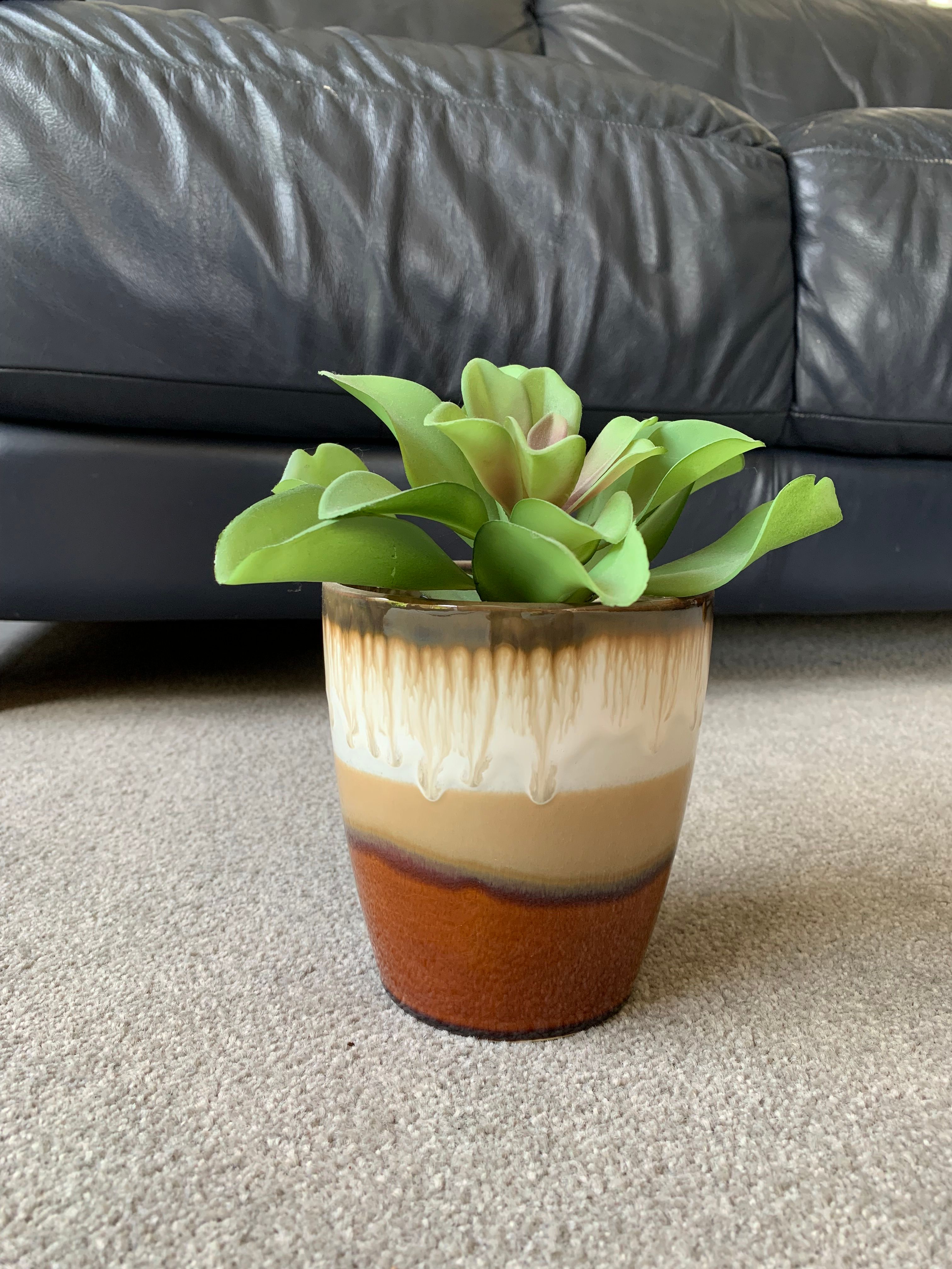 Small House Plant
