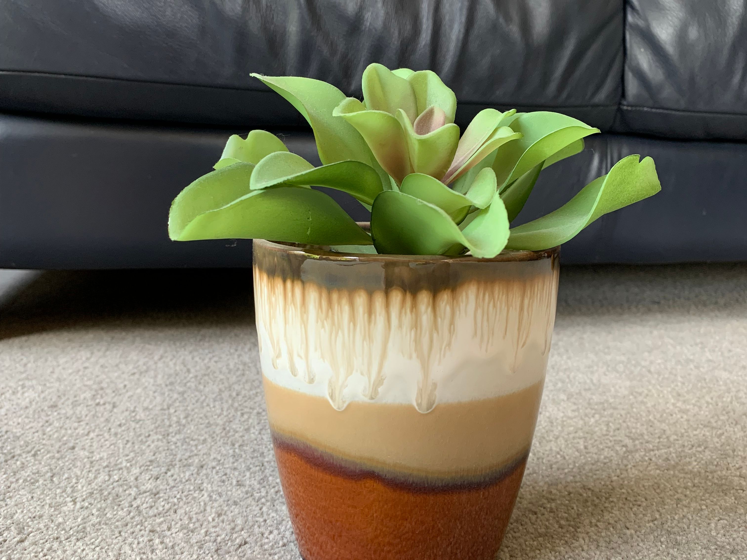 Small House Plant