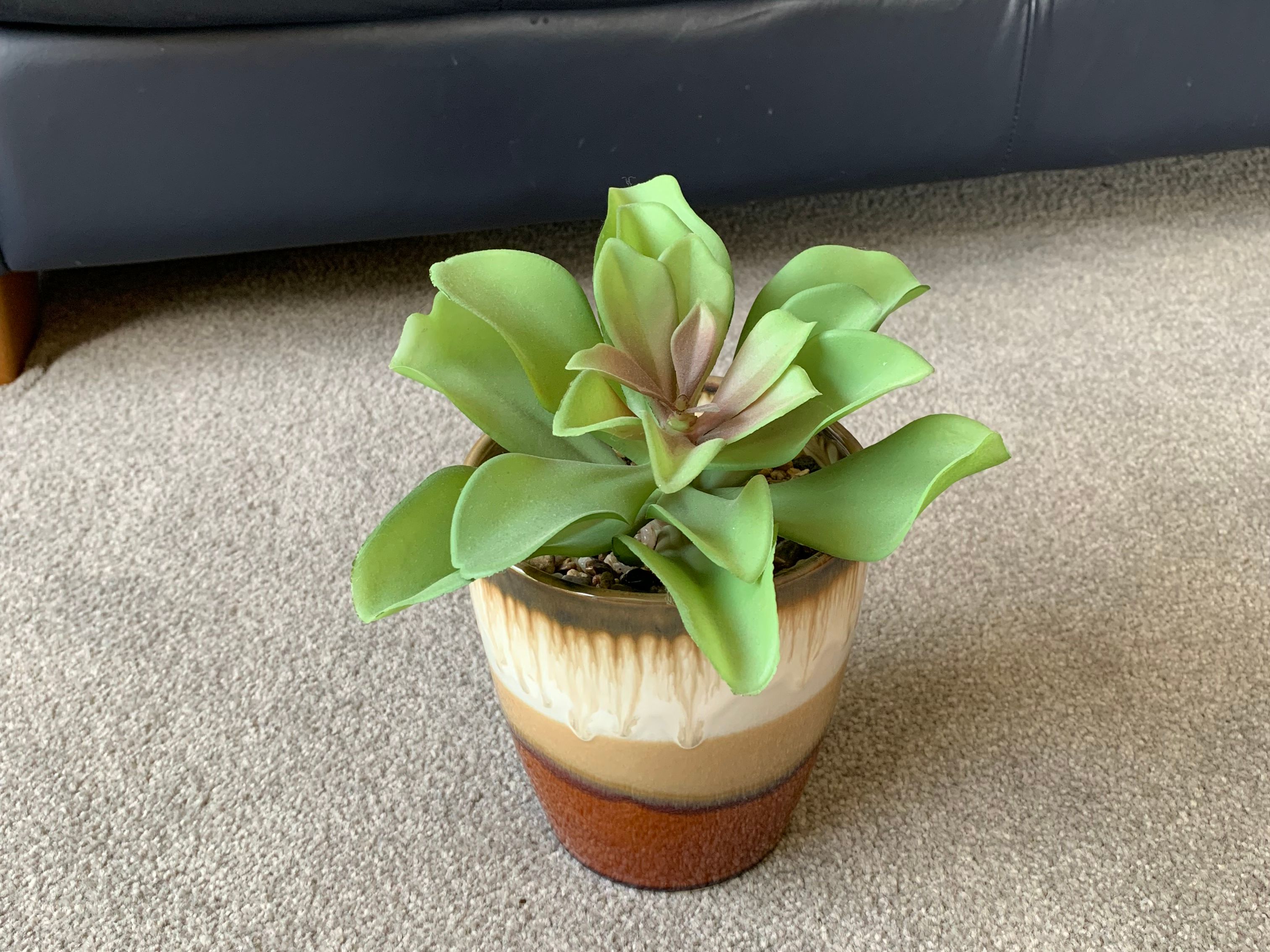 Small House Plant