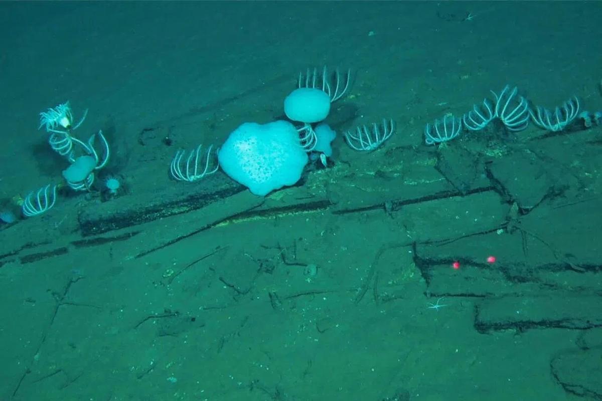 Unveiling the Secrets of the Indian Ocean's Whale Graveyard