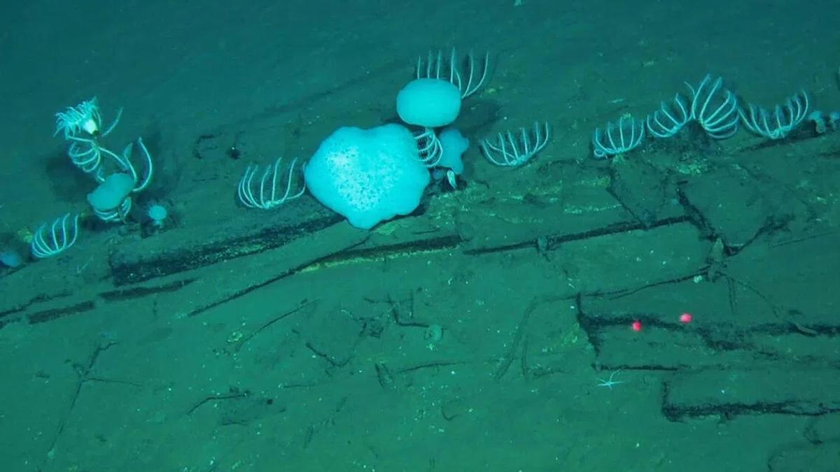 Unveiling the Secrets of the Indian Ocean's Whale Graveyard