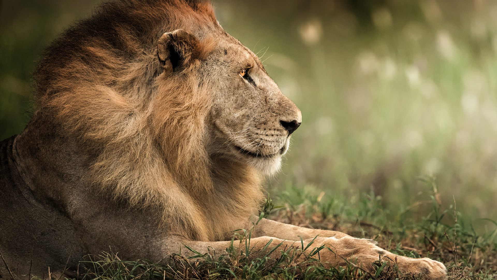 The $160 Million Gamble: Who Wins When Kenya Bets on Its Wildlands