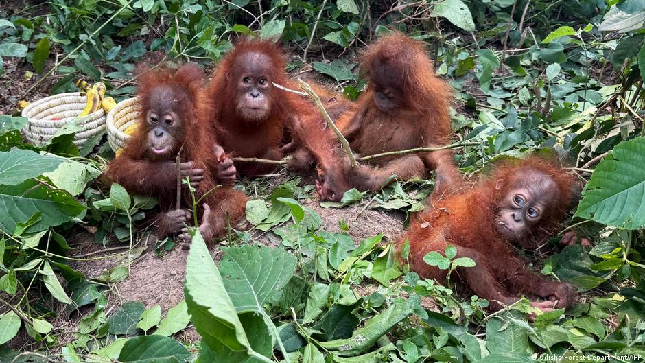 Orangutan Orphans in India's Forest Reveal a Growing Black Market