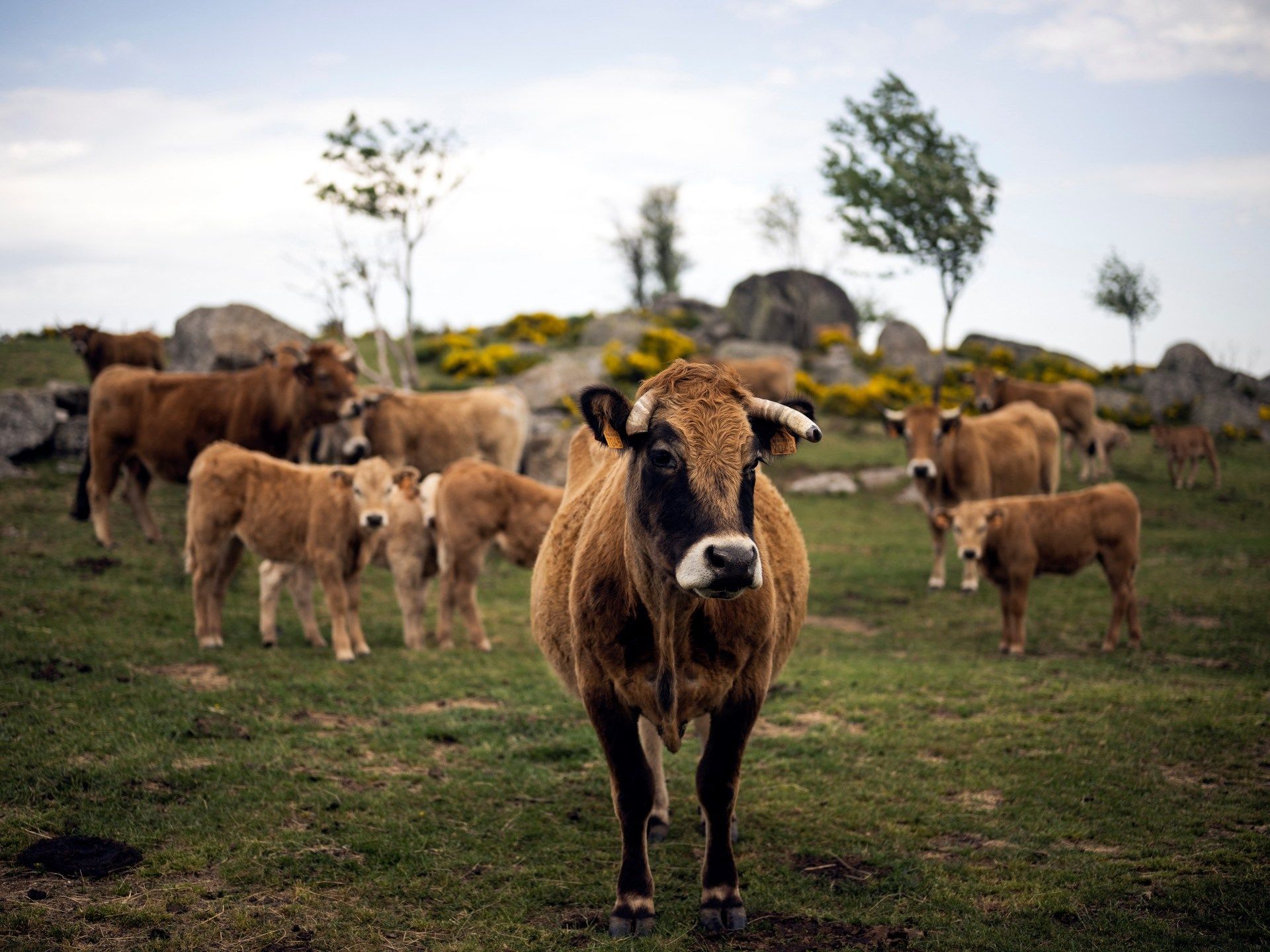 A Cattle Virus Jumps to Humans: Europe's Unseen Vulnerability