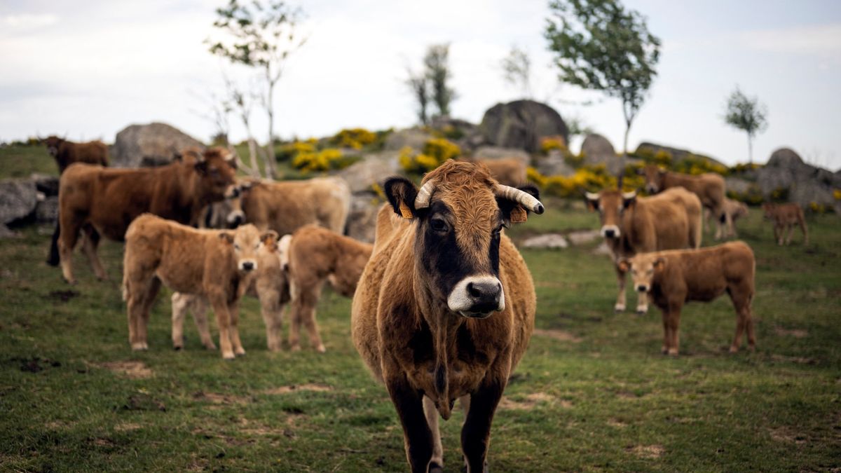 A Cattle Virus Jumps to Humans: Europe's Unseen Vulnerability