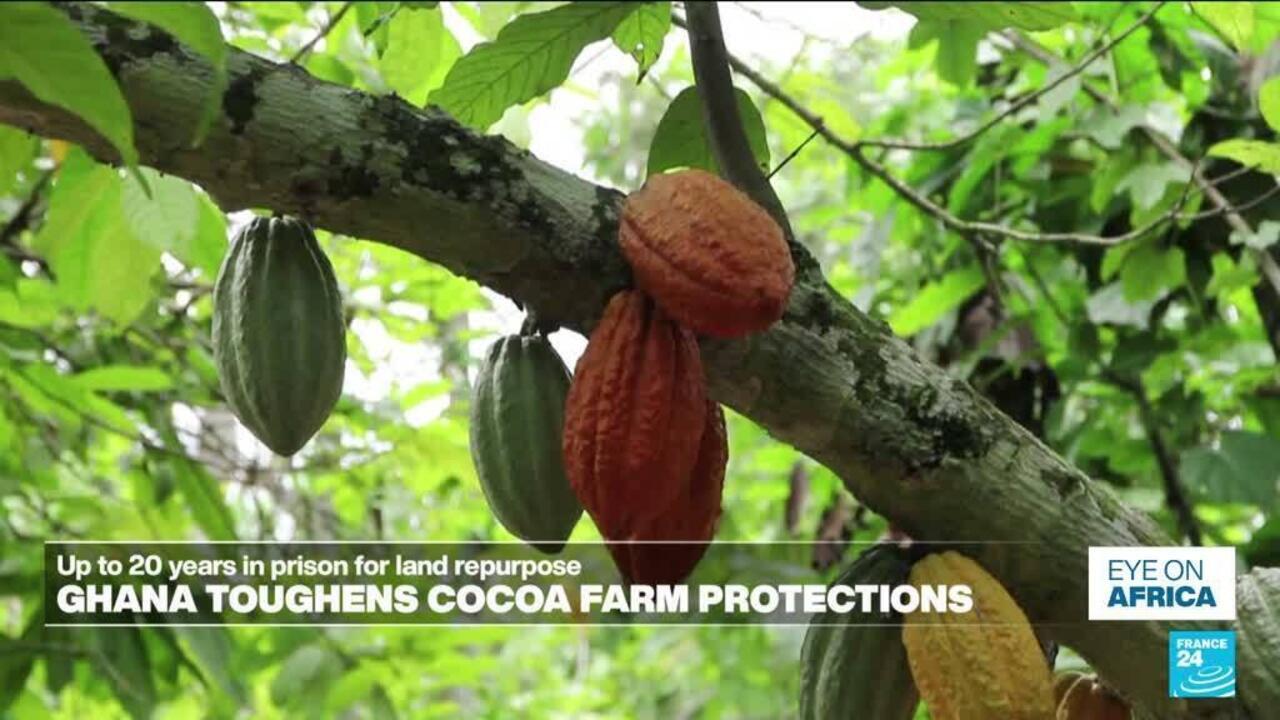 Ghana's Cocoa Conundrum: Land, Power, and the Human Cost