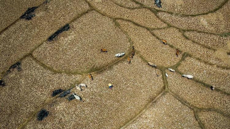 When the Ocean Boils: El Niño's Global Hunger Wave Looms