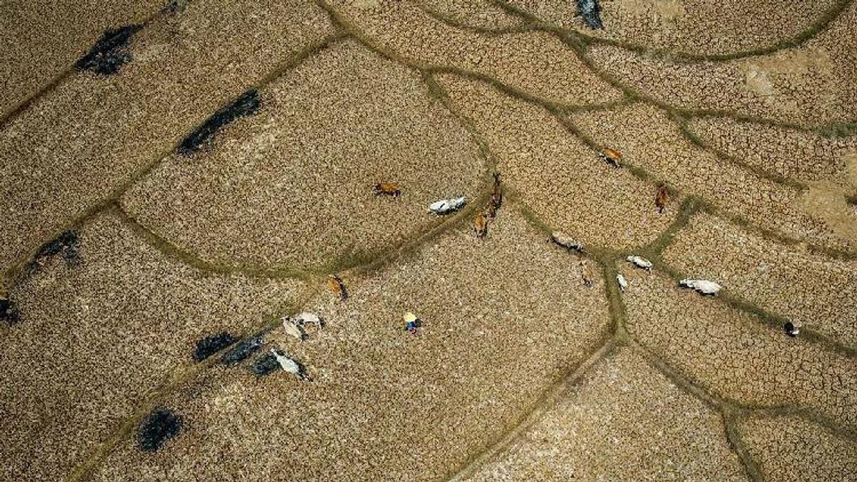 When the Ocean Boils: El Niño's Global Hunger Wave Looms
