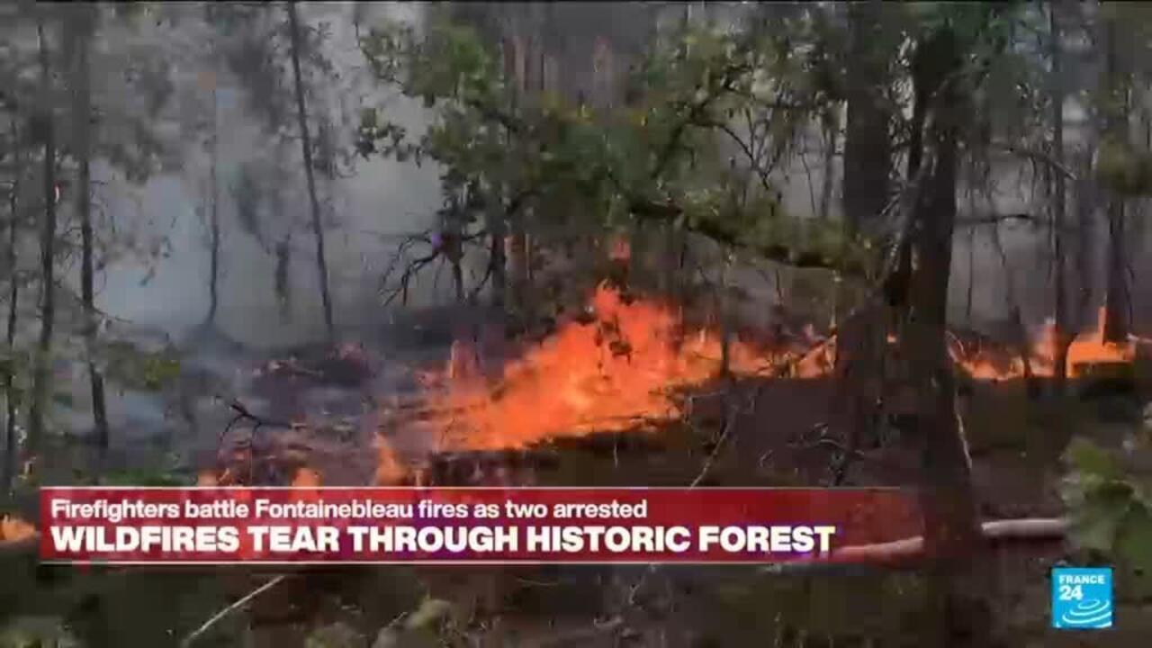 Wildfires in Fontainebleau: A Test of France's Climate Resilience