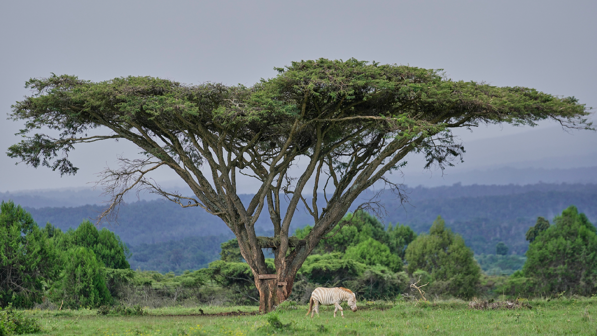 China and Kenya Strengthen Green Transition Partnership