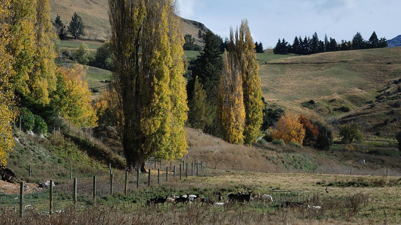 New Zealand's Quiet Harvest: Small Nation, Big Power Trade-Offs