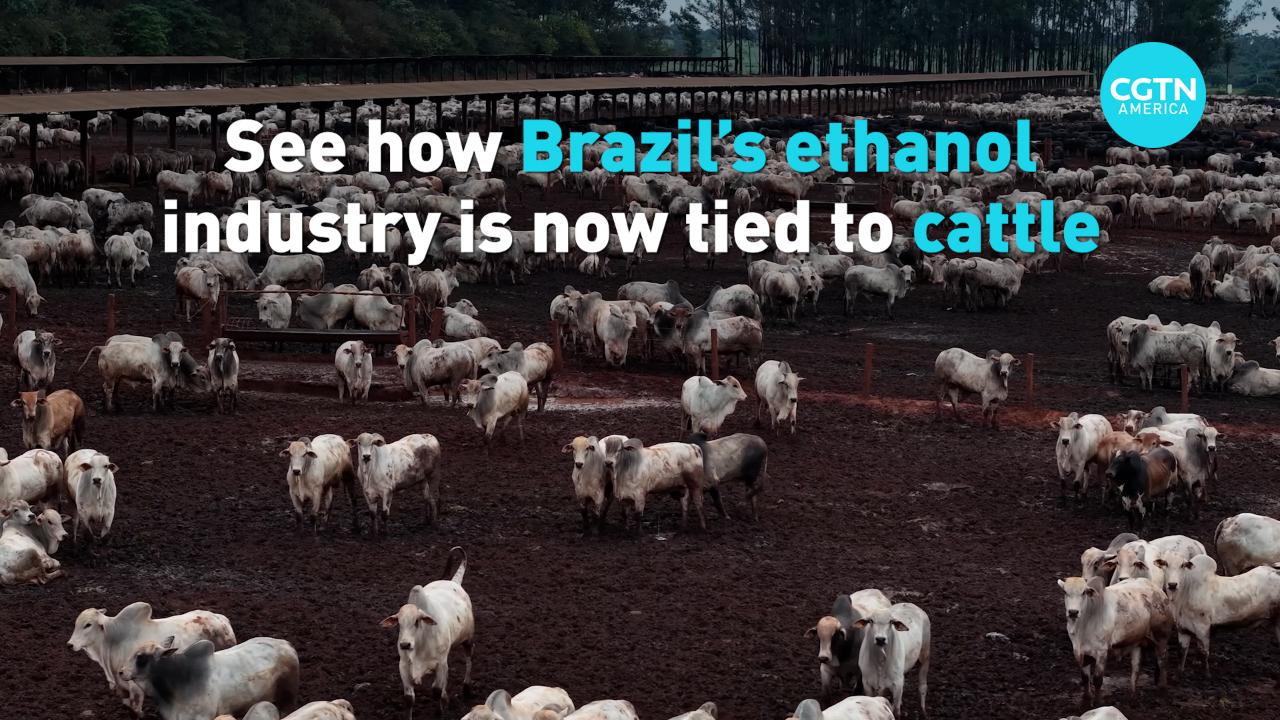 The Fields That Feed Two Worlds: Brazil's Corn Boom Connects Continents