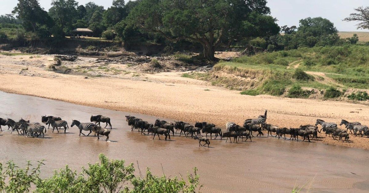 The Mara's Last Stand: Who Wins When Tourists Outnumber Wildebeest?