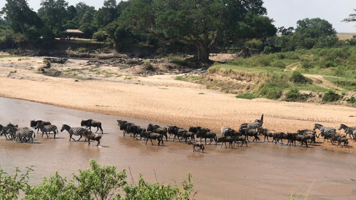 The Mara's Last Stand: Who Wins When Tourists Outnumber Wildebeest?