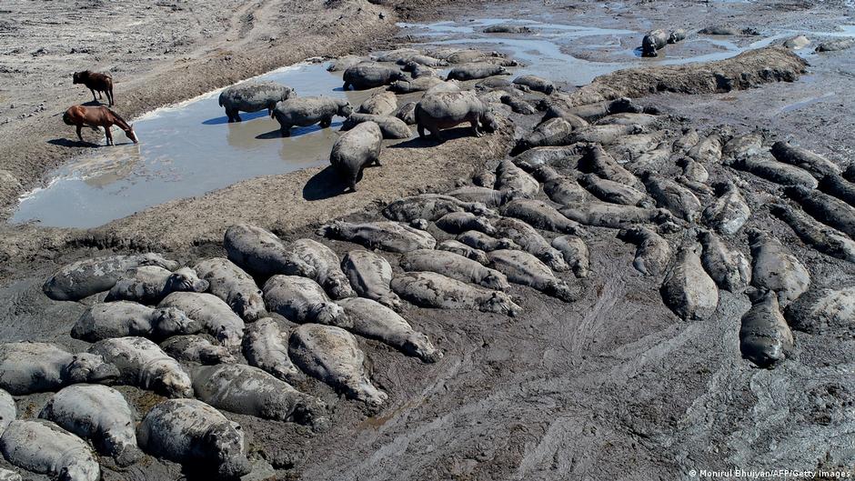 Africa's El Nino Dilemma: A Perfect Storm of Climate, Conflict, and Migration