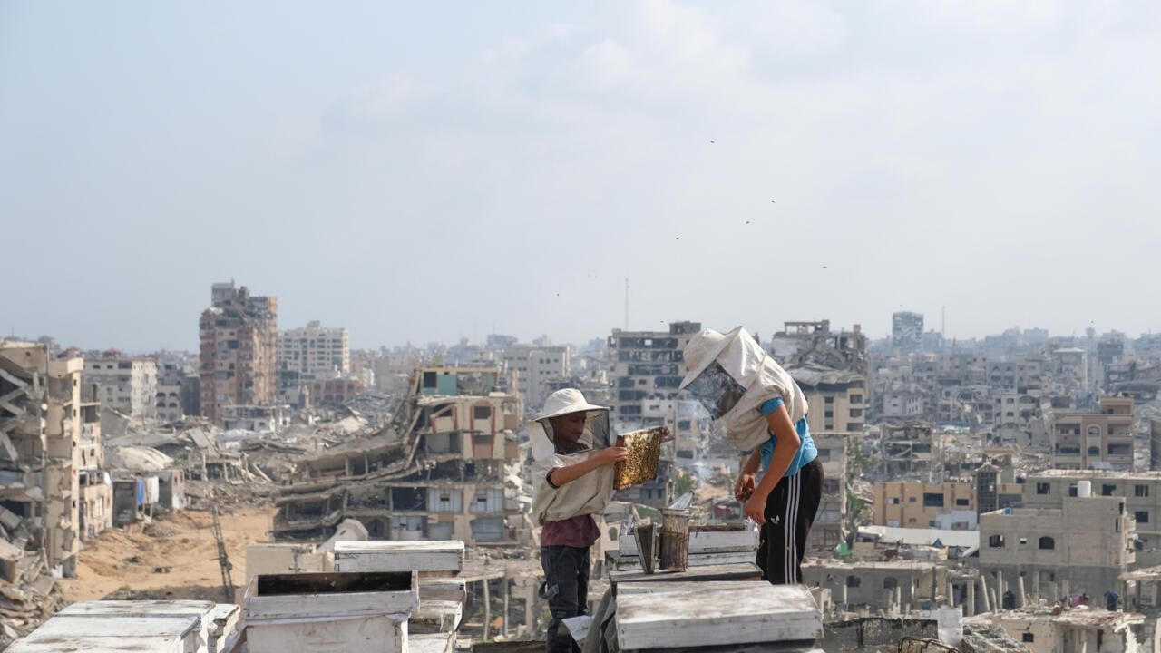 A Hive of Resilience: Gaza's Beekeepers Defy the Ruins of War