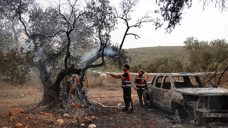 The West Bank's Harvest: A Season of Livelihood Under Siege