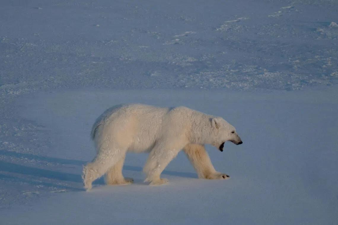 The Arctic's Fragile Peace: A Foghorn, a Fine, and the Race for the North