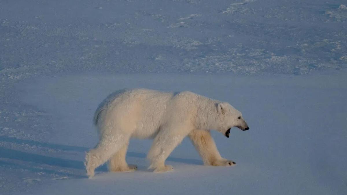 The Arctic's Fragile Peace: A Foghorn, a Fine, and the Race for the North