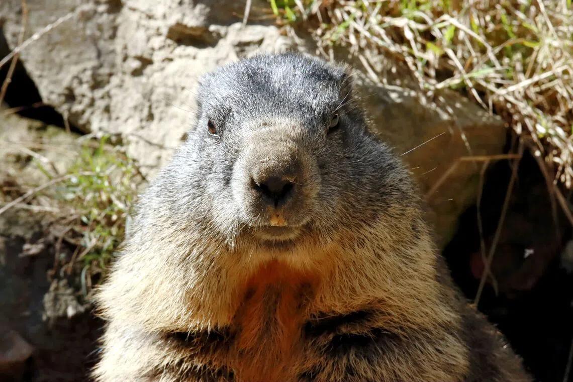 The Unlikely Stars of Ecological Research: Marmots Take to OnlyFans