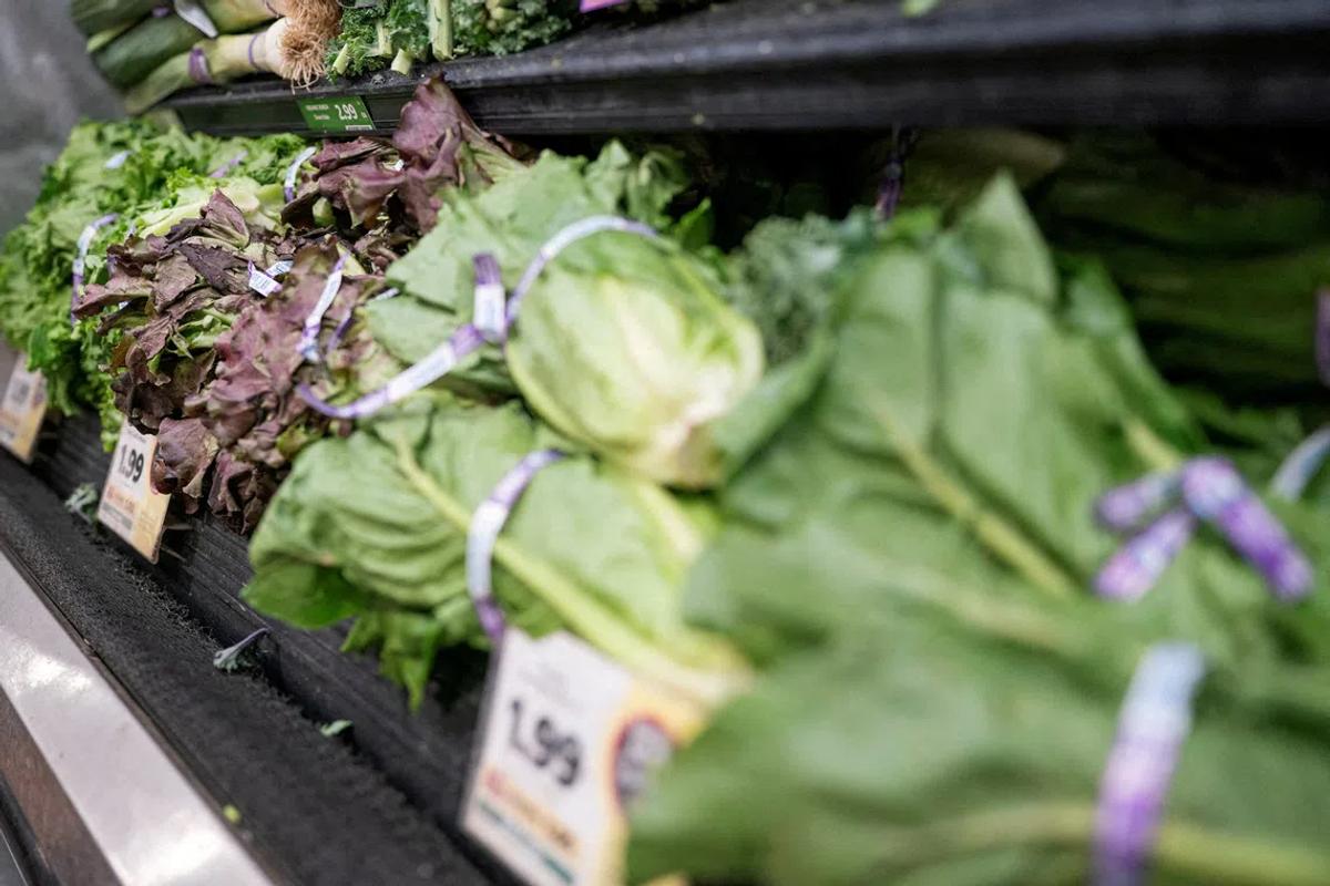 The Hidden Costs of Contaminated Lettuce