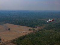 The Forest That Shrunk: Who Wins as Brazil’s Amazon Loss Slows