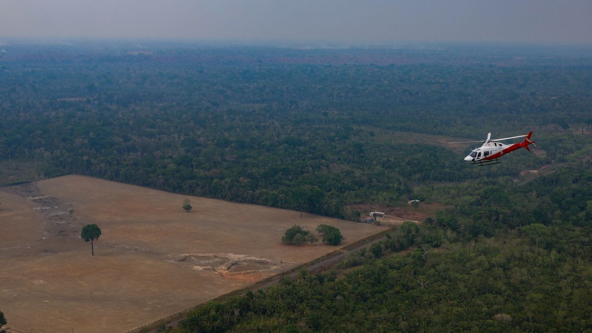 The Forest That Shrunk: Who Wins as Brazil’s Amazon Loss Slows