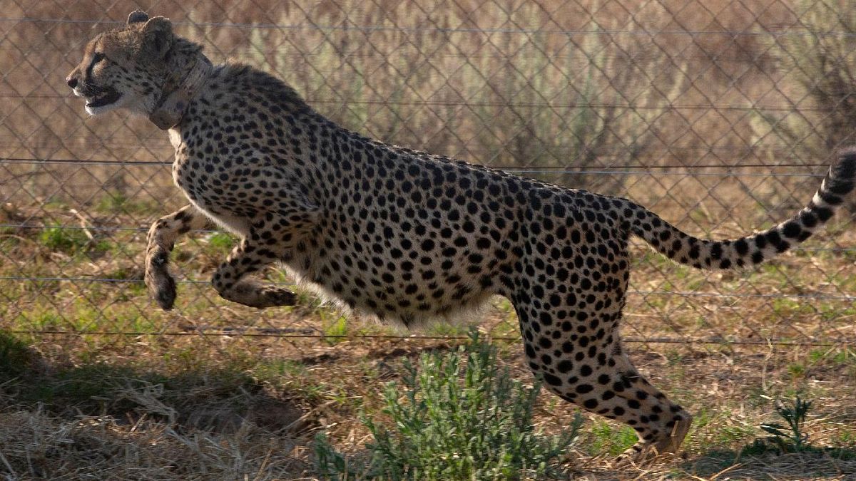 South Africa's Cheetah Reintroduction to Zambia: A Geopolitical Analysis