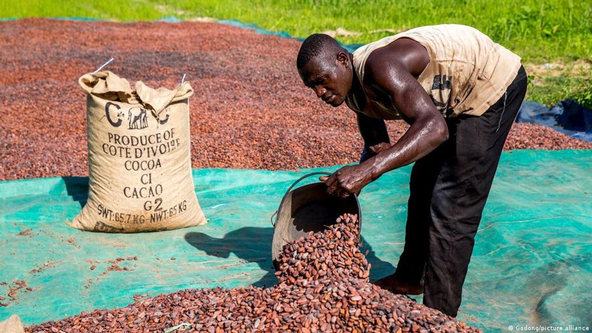 Cocoa Price Crash Exposes West Africa's Structural Vulnerabilities
