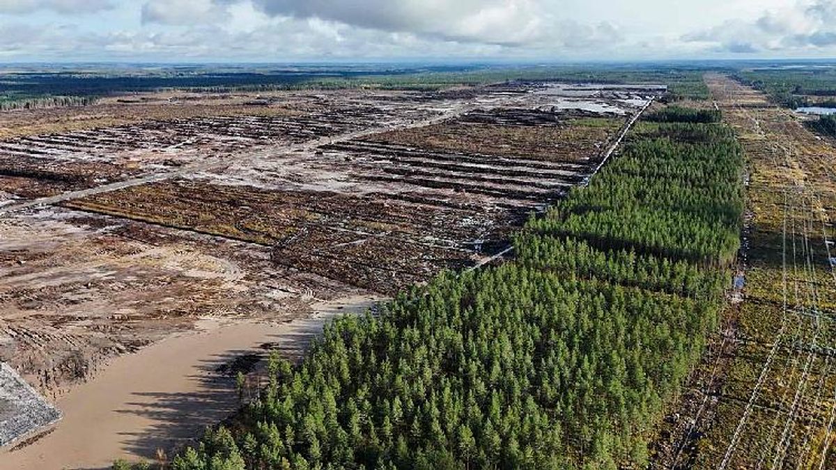 Finnish Forests vs. Silicon: Who Pays When Google Stops