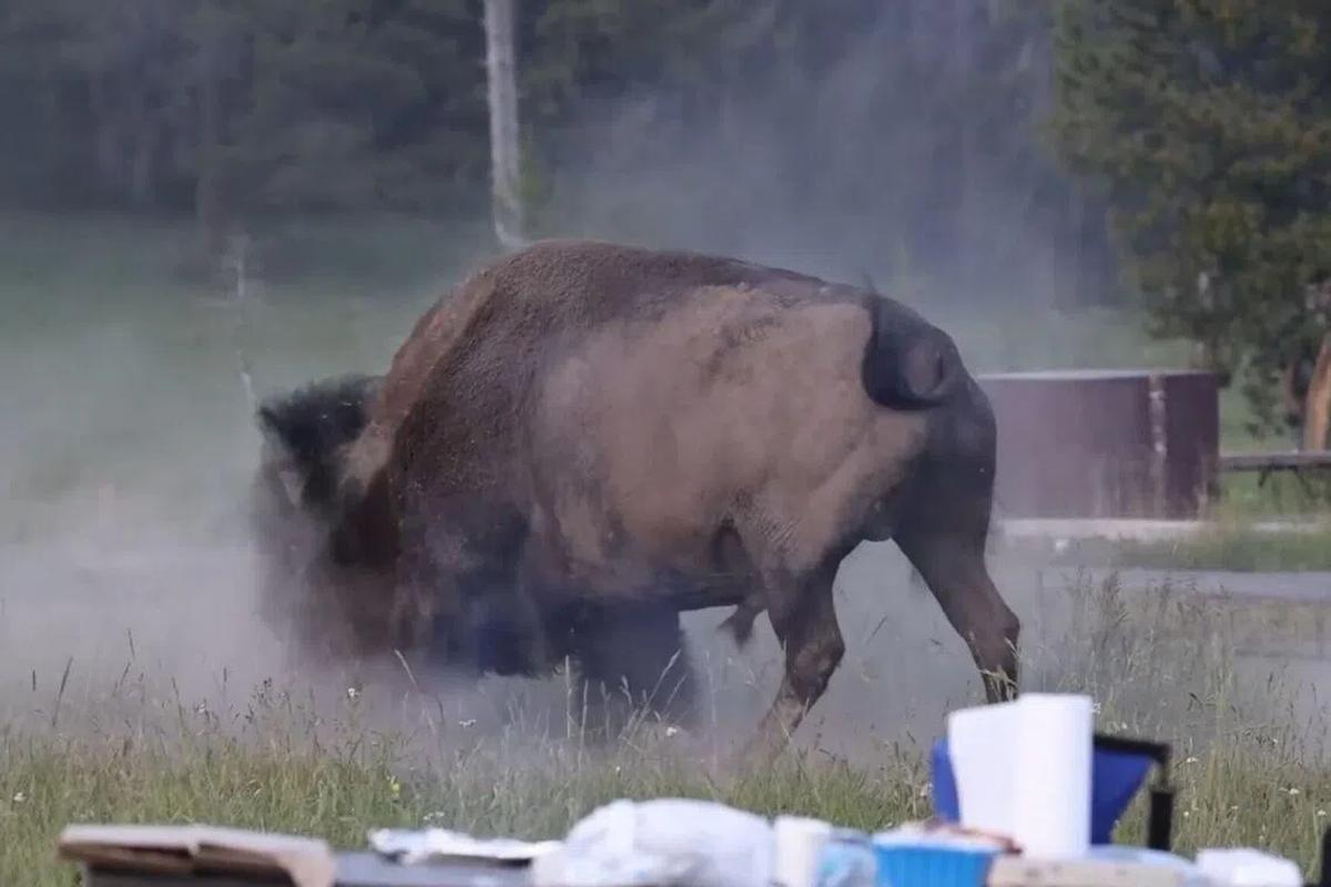 Yellowstone Bison Attack Highlights Dangers of Human-Wildlife Conflict