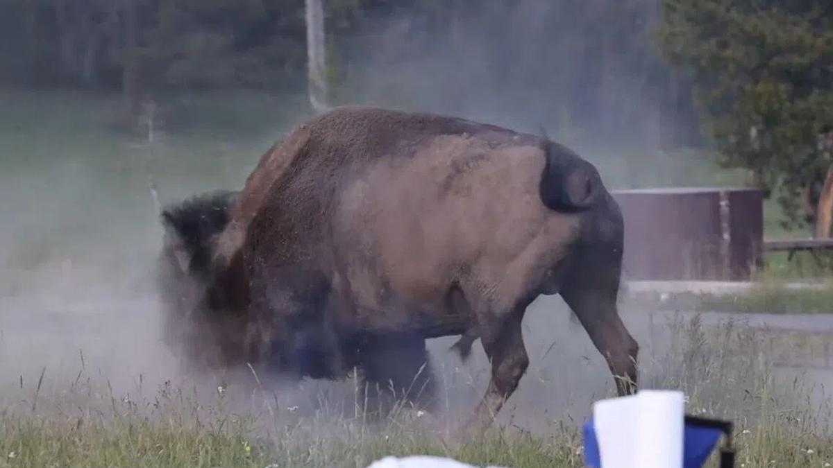 Yellowstone Bison Attack Highlights Dangers of Human-Wildlife Conflict