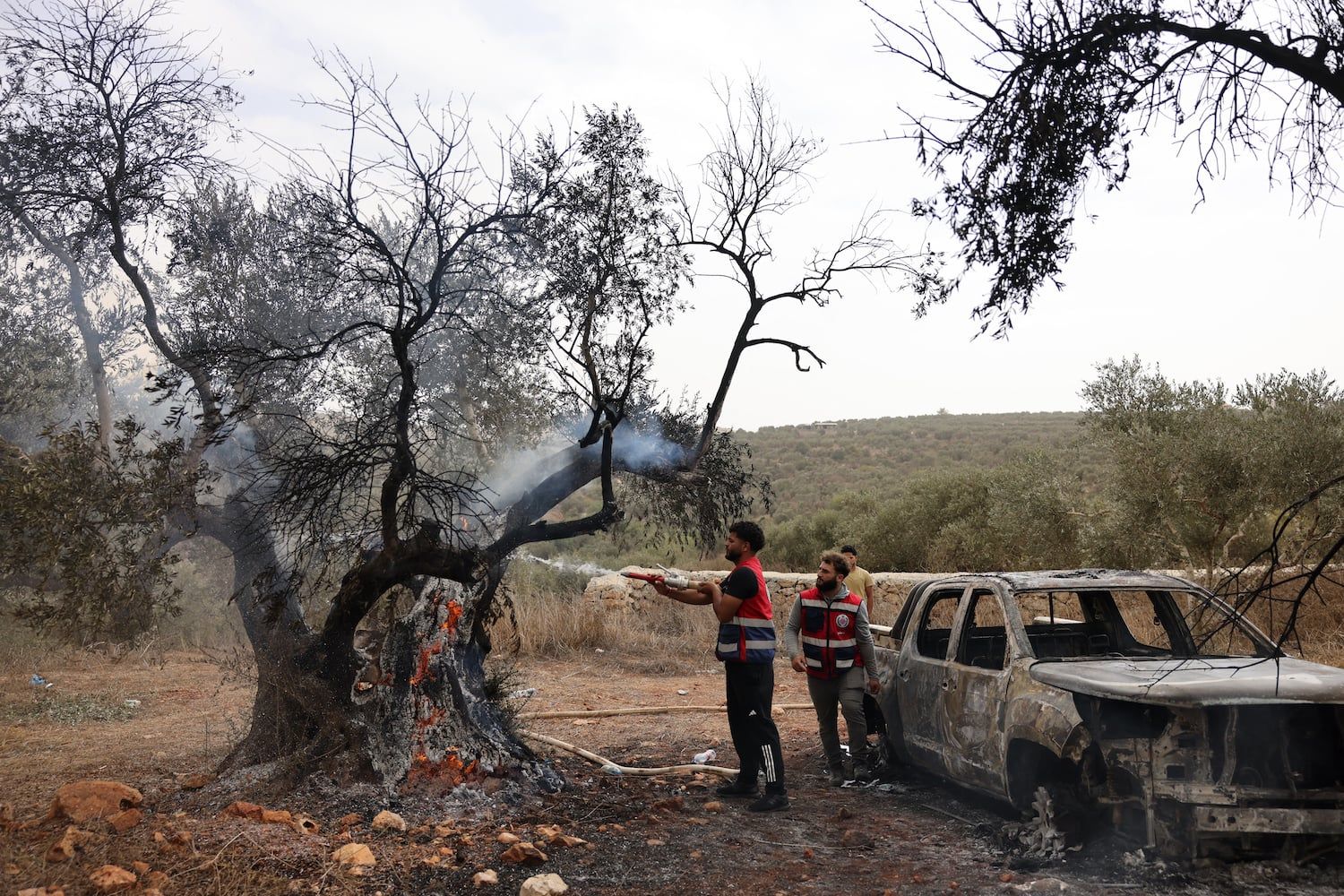 When Olive Harvest Becomes a Battlefield