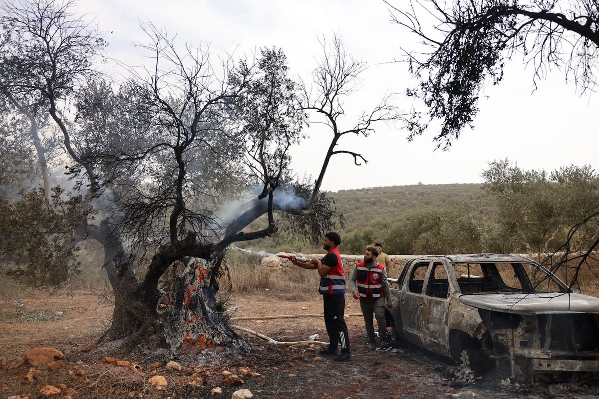 When Olive Harvest Becomes a Battlefield