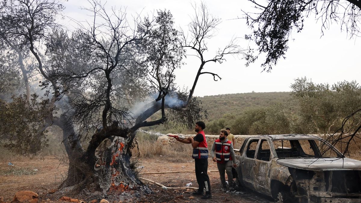 When Olive Harvest Becomes a Battlefield