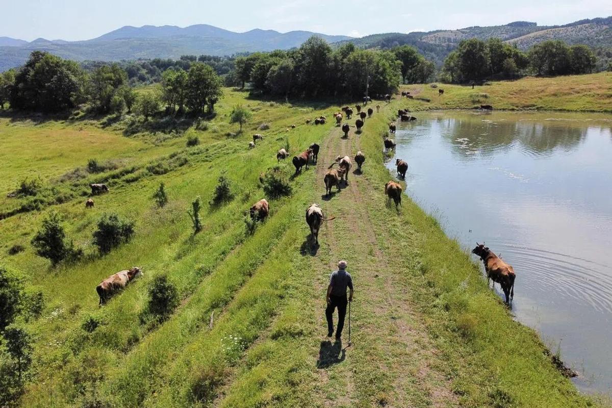 Global Food Prices Ease Amid Strong Harvests and Supplies