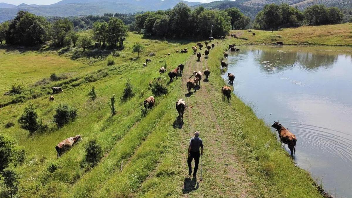 Global Food Prices Ease Amid Strong Harvests and Supplies