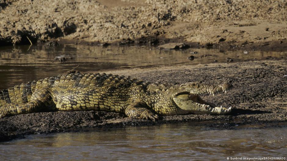 Israel's Crocodile Reclassification: A Hardline Security Measure with Geopolitical and Human Rights Implications