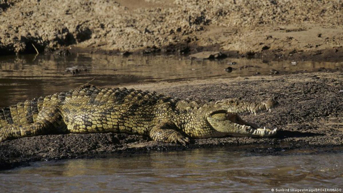Israel's Crocodile Reclassification: A Hardline Security Measure with Geopolitical and Human Rights Implications