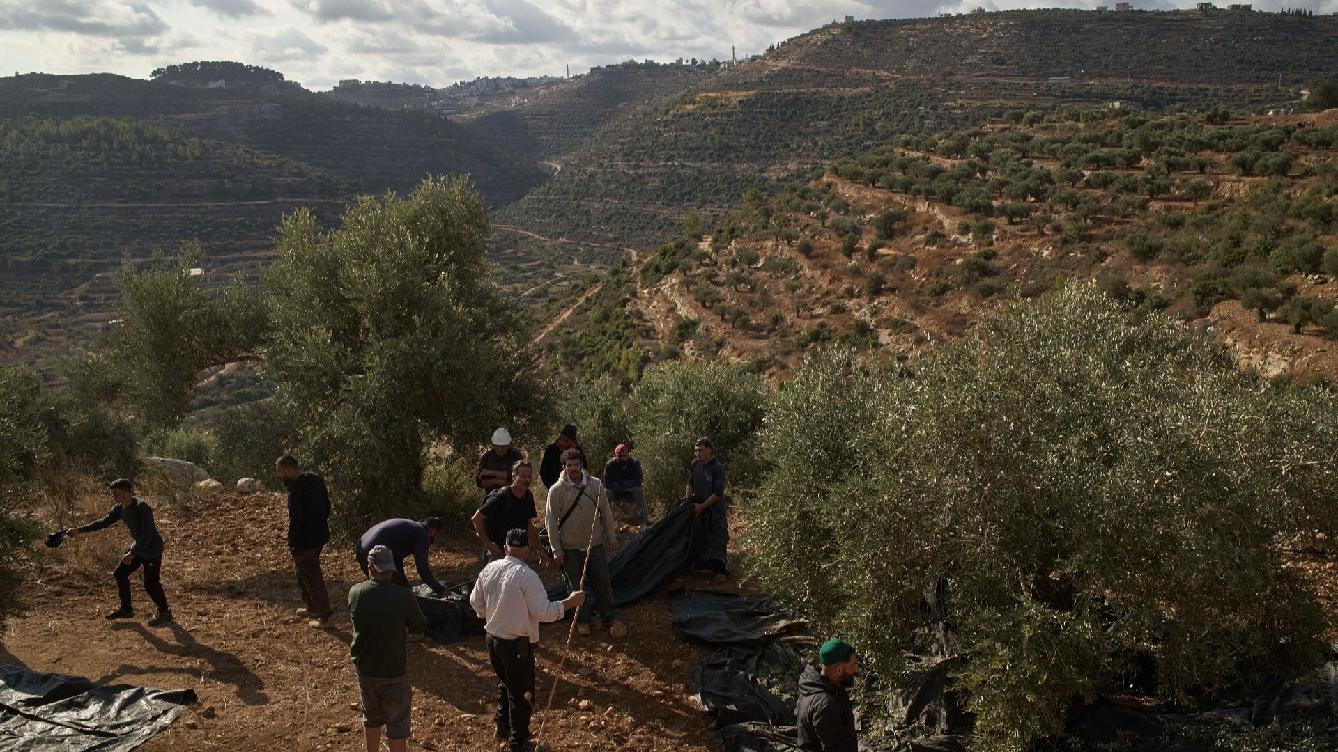 When Olive Harvest Becomes a Diplomatic Flashpoint