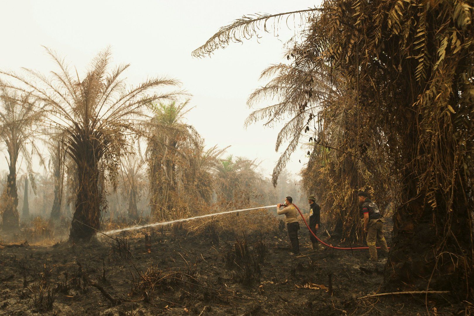 Indonesia's Burning Lung: The Annual Sacrifice for Global Demand