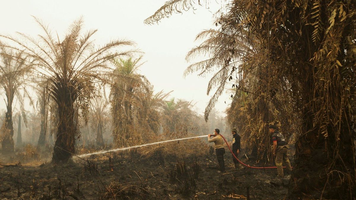Indonesia's Burning Lung: The Annual Sacrifice for Global Demand