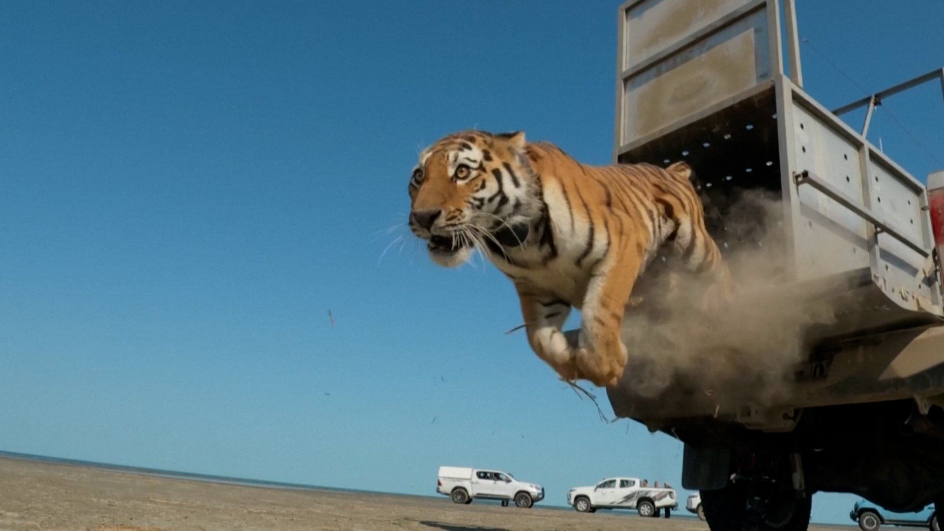 A Tiger's Return: Kazakhstan's Bid to Revive a Lost Species