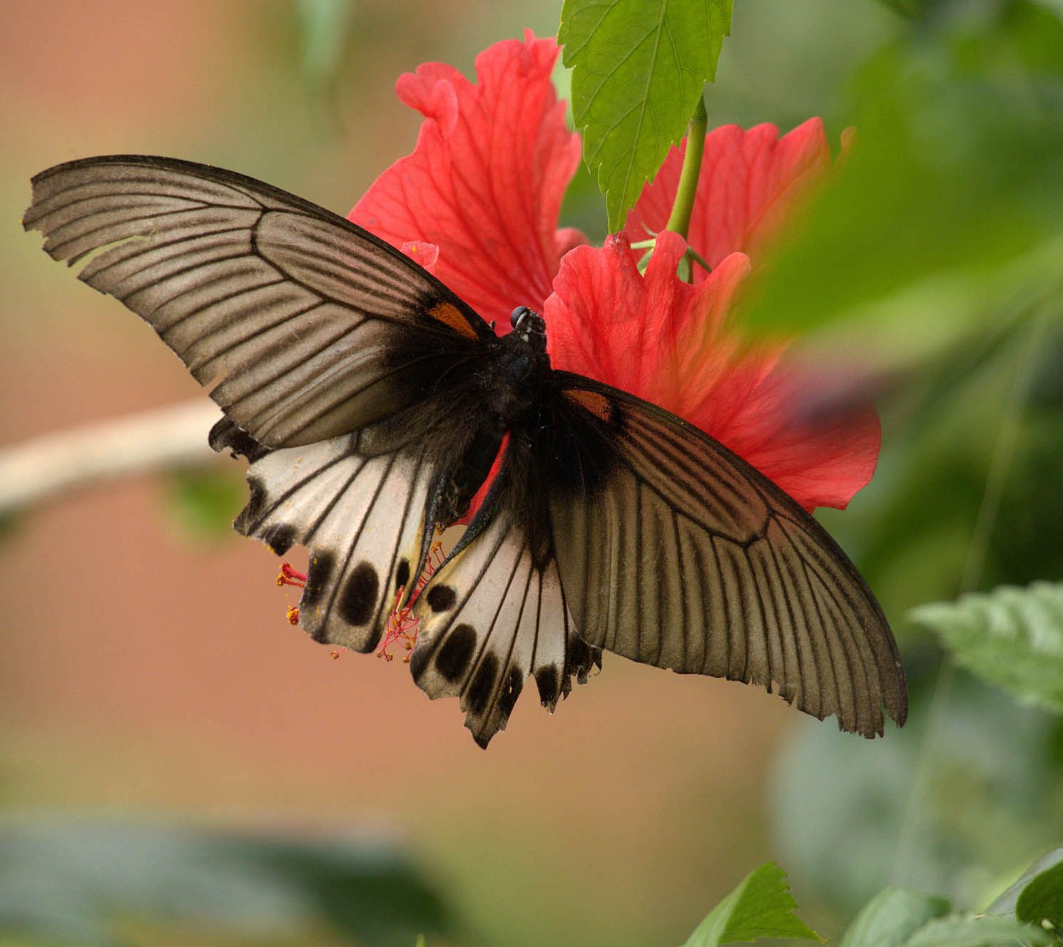Beautiful butterfly