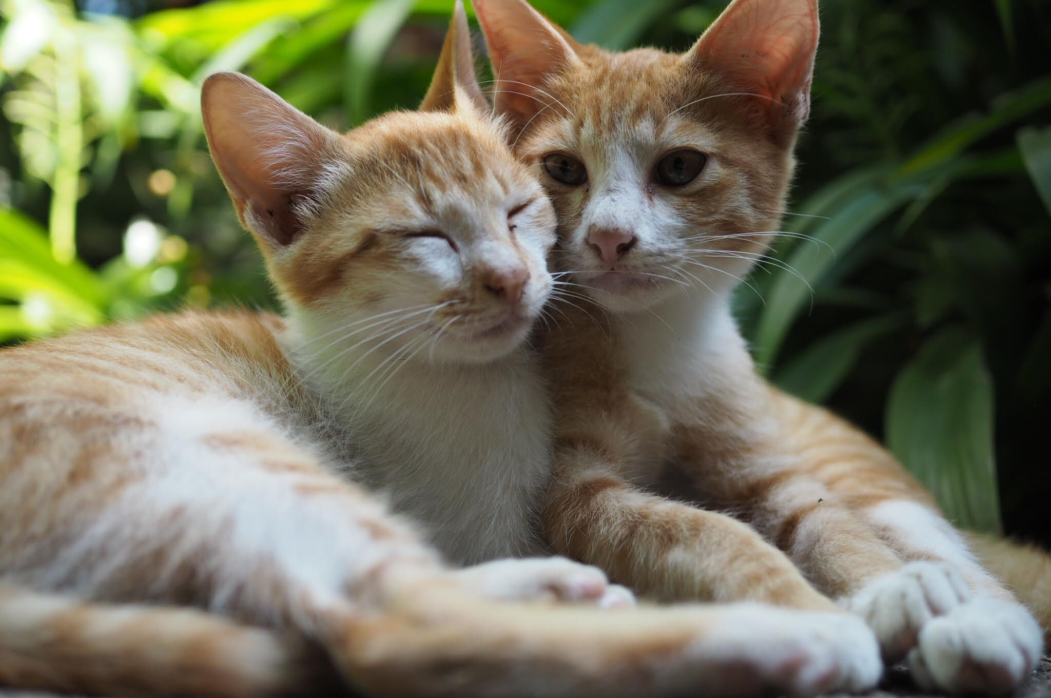 Kitten at Shanti Toya