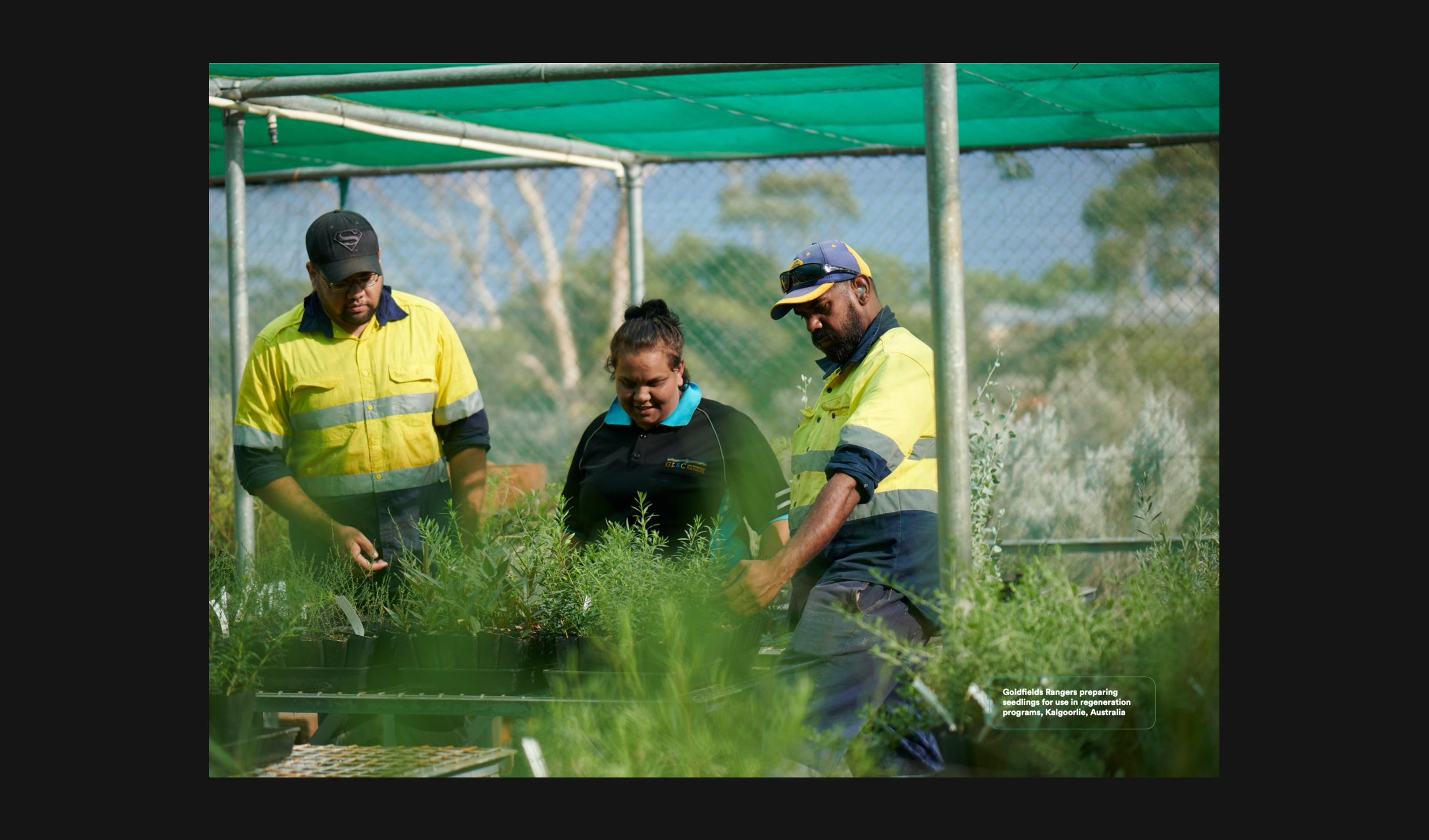 Goldfields Rangers preparing seedlings in a shade house