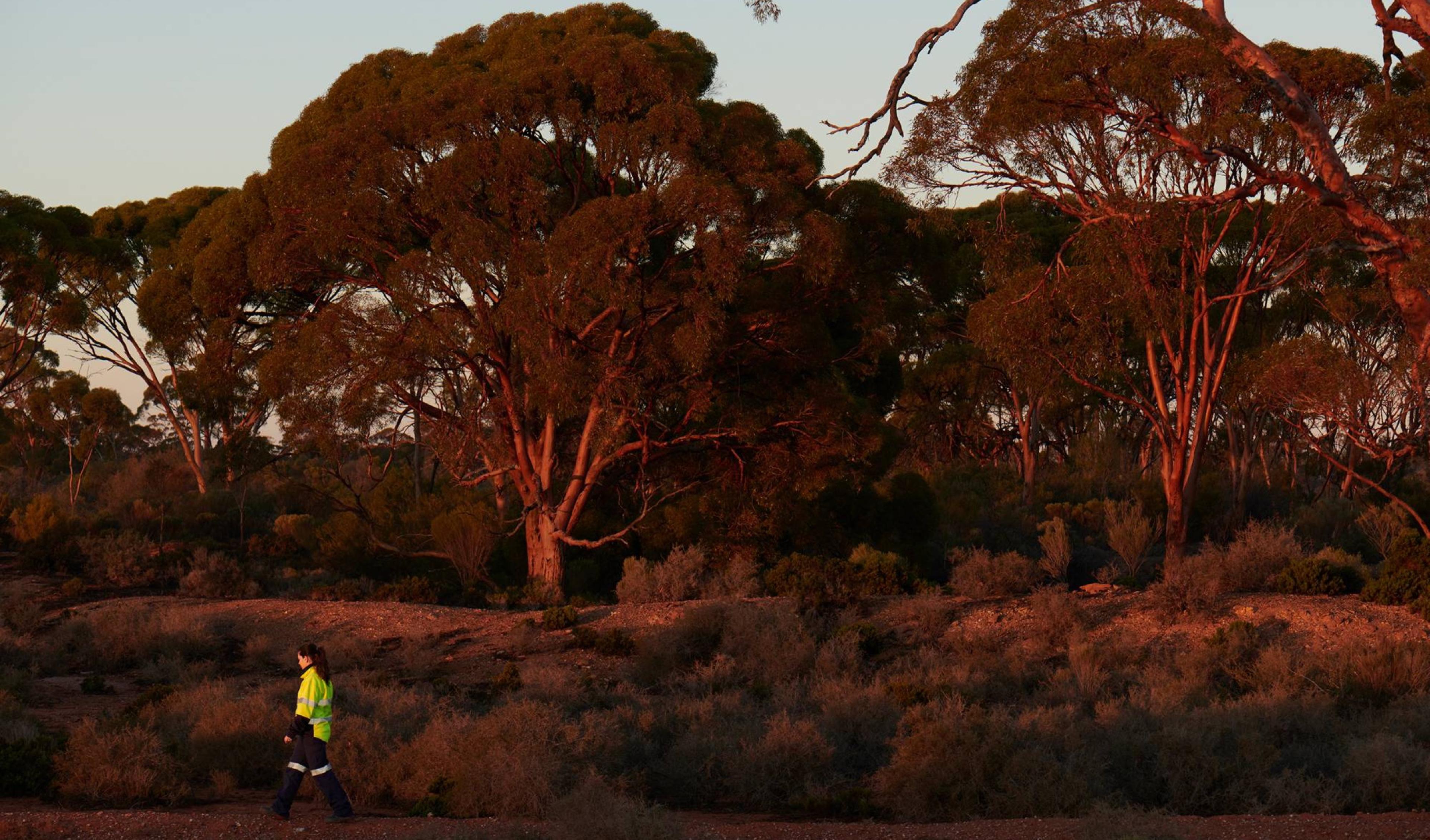Worker in hi-vis walking beneath eucalypts at golden hour