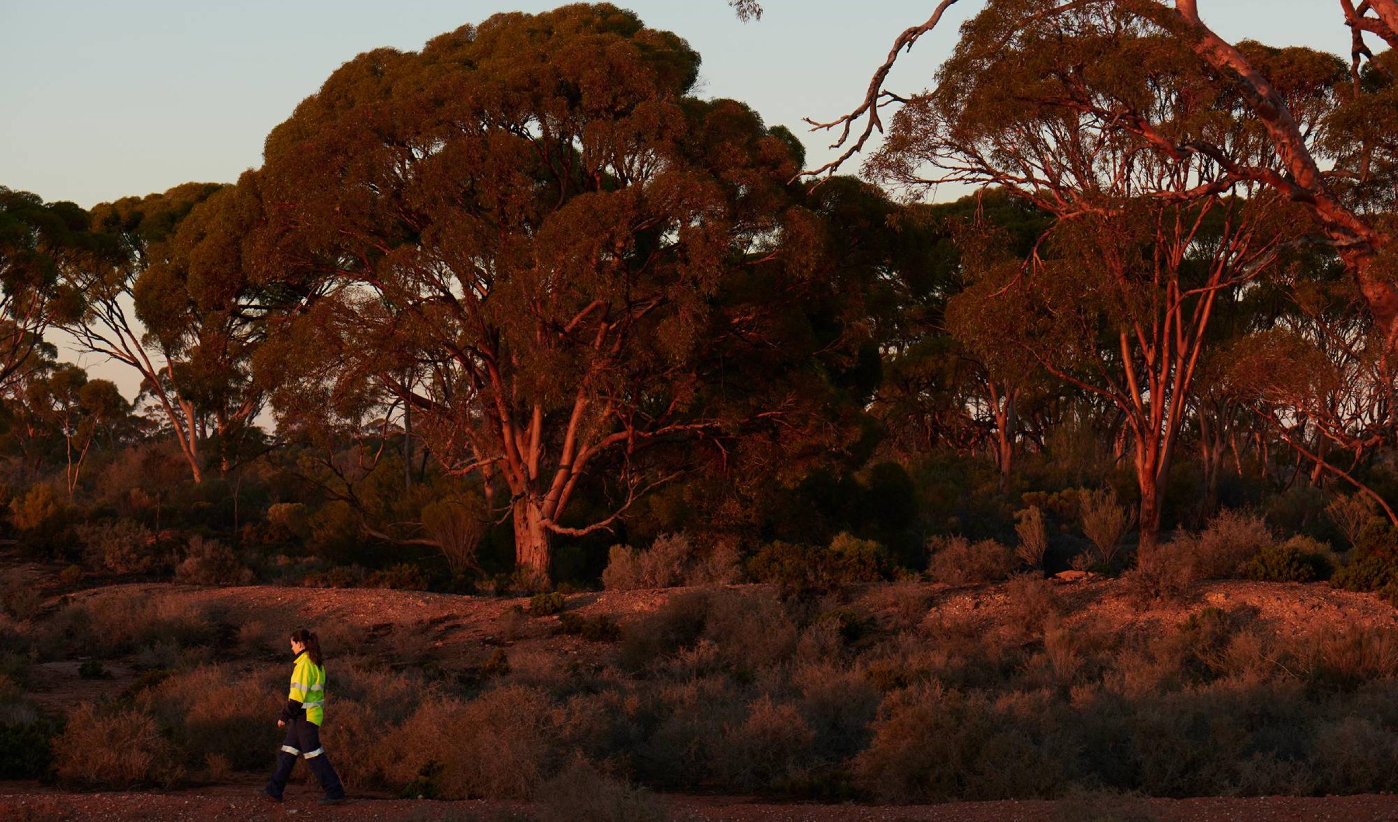 Worker in hi-vis walking beneath eucalypts at golden hour