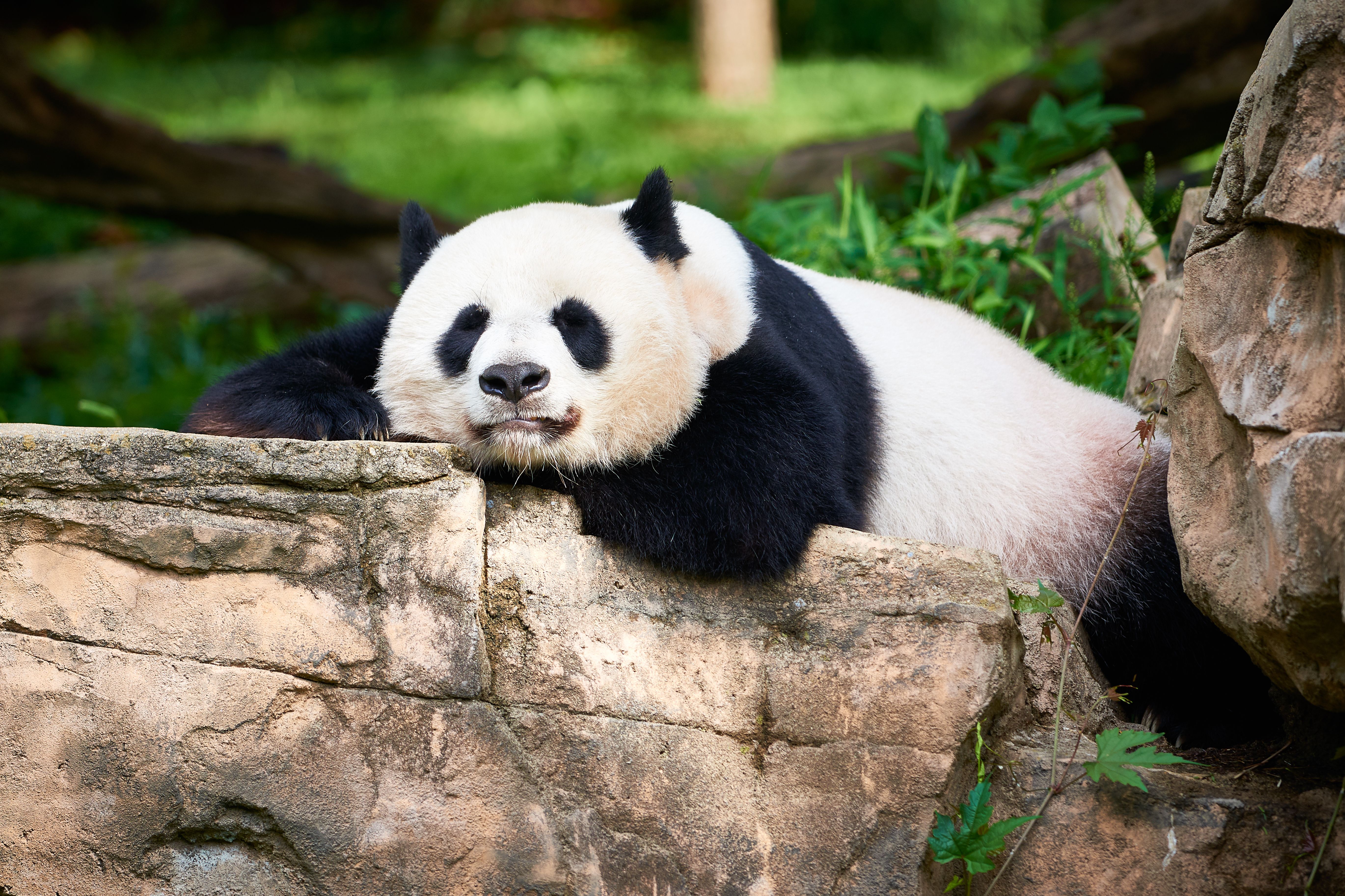 Amid U.S./China 'decoupling' talk, China is recalling pandas from American  zoos.