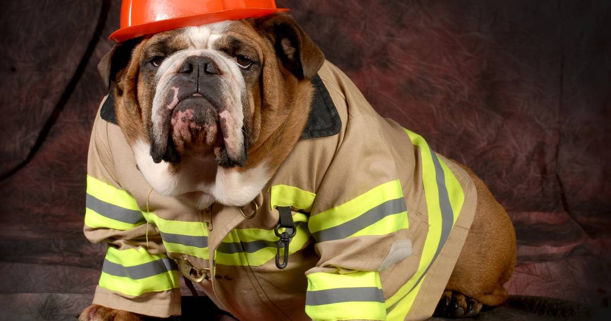 Americans spent $860 million on pet costumes for Halloween 2025